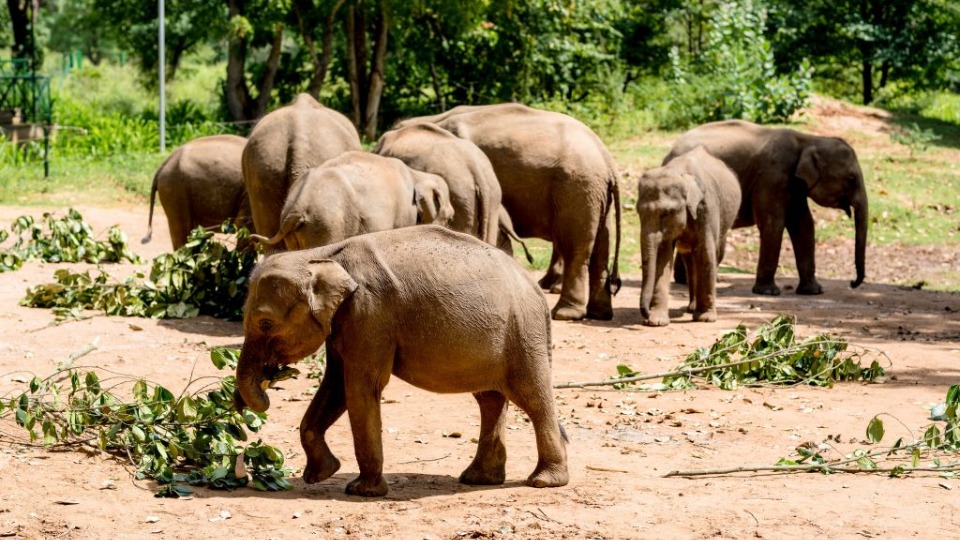 Anantara Kalutara Bolsters Elephant Conservation in Sri Lanka with Essential Medical Donation